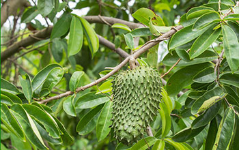 image2-4 Soursop and Cancer: What the Research Actually Says