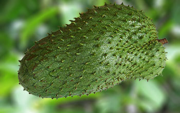 image3-4 Soursop and Cancer: What the Research Actually Says