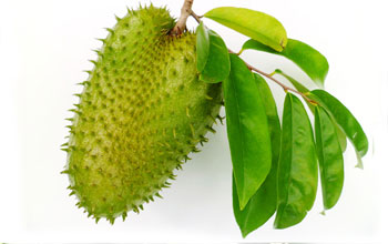 image4-2 Soursop and Cancer: What the Research Actually Says