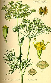 image20 The Lost Book of Herbal Remedies