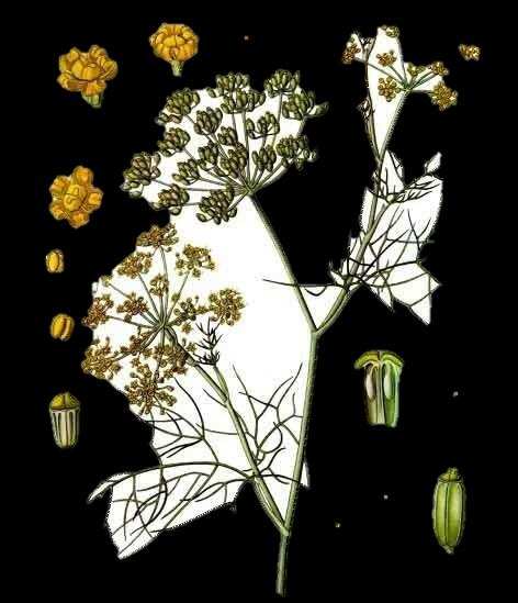 image24 The Lost Book of Herbal Remedies