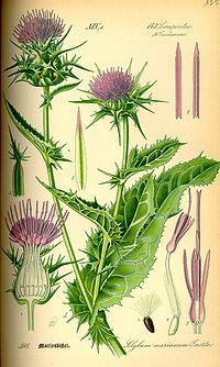 image44 The Lost Book of Herbal Remedies